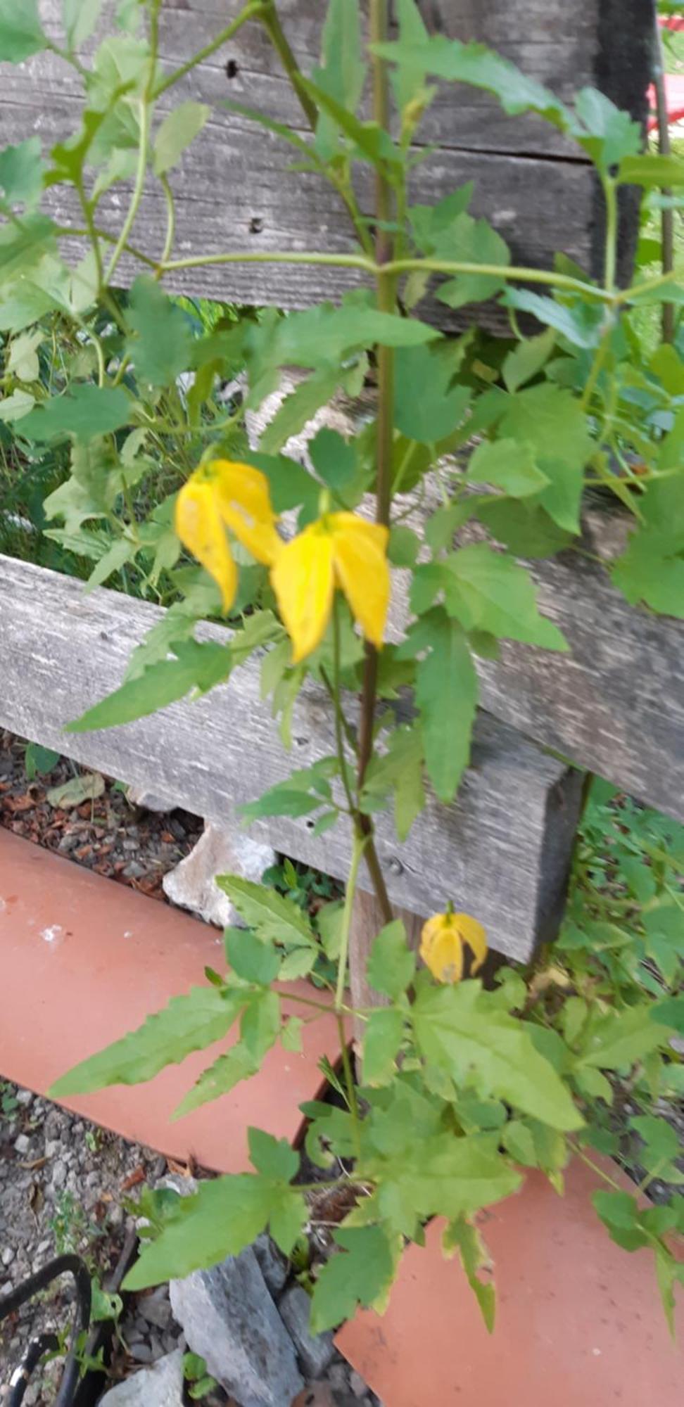 Chambre D'Hote Amitie Et Jardin Carmaux Exterior foto