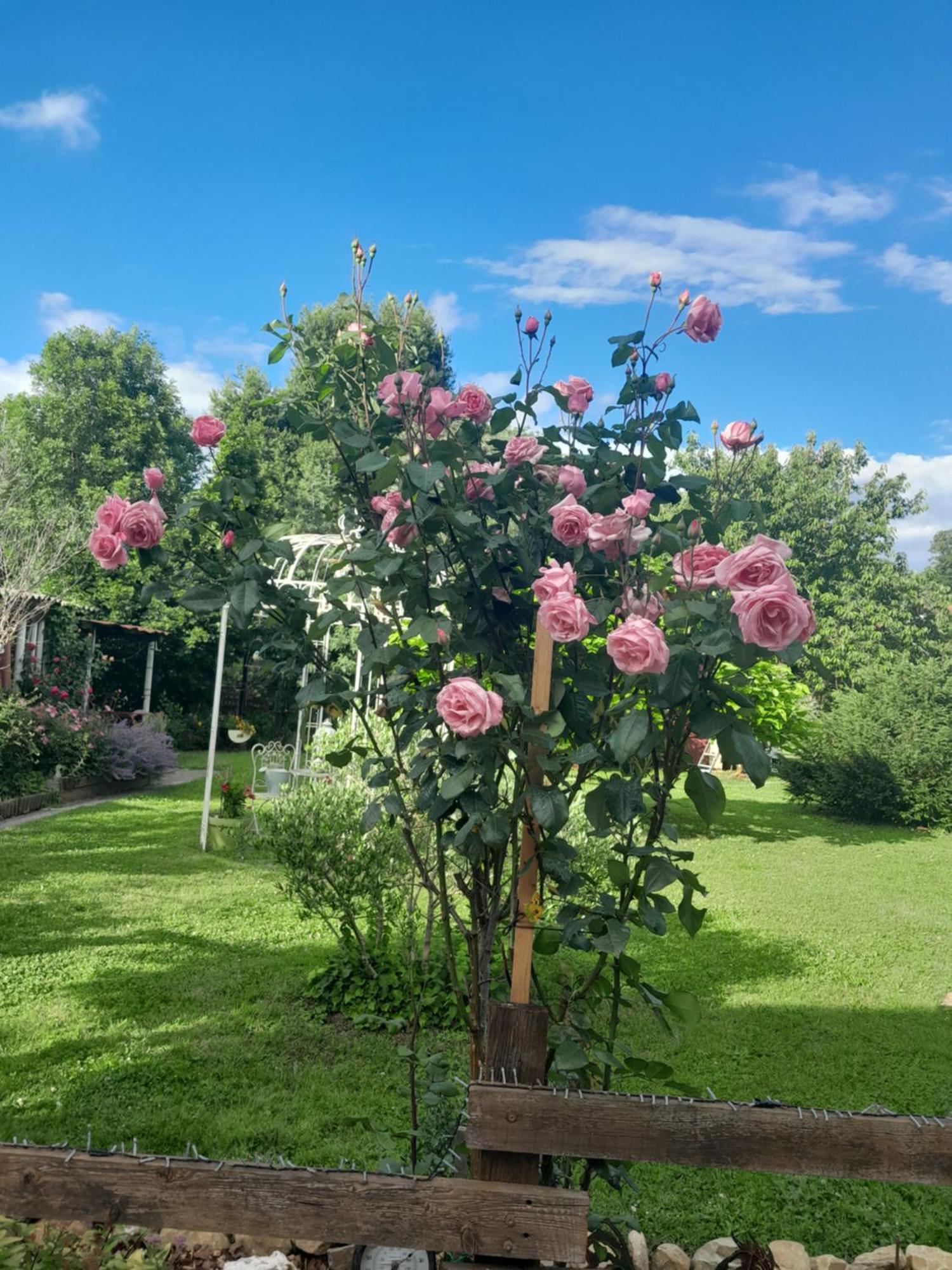 Chambre D'Hote Amitie Et Jardin Carmaux Exterior foto